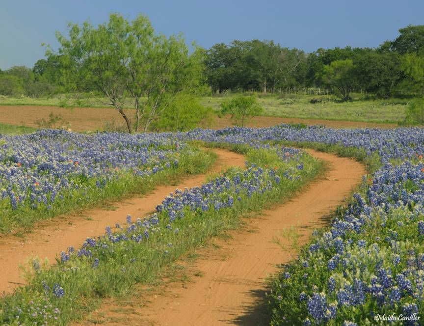 Flowers in Texas